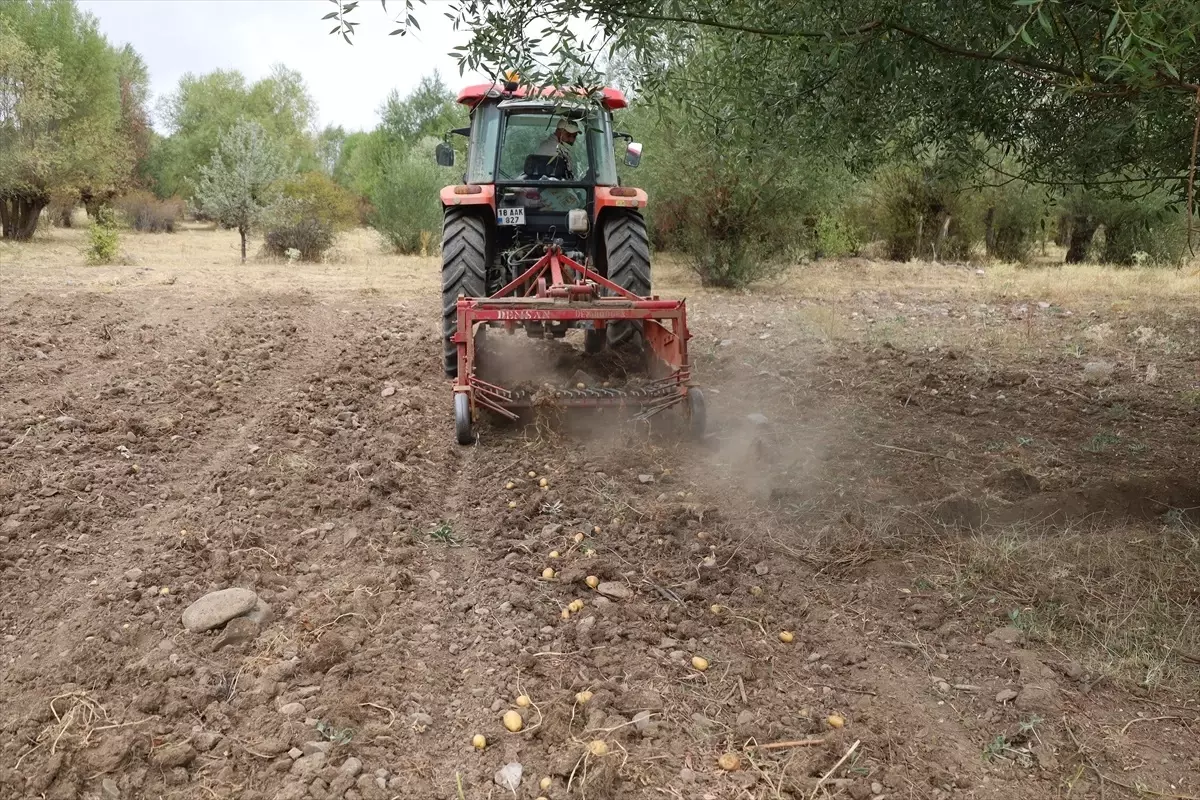 dodurgada patates hasadi basladi lPntwpk5