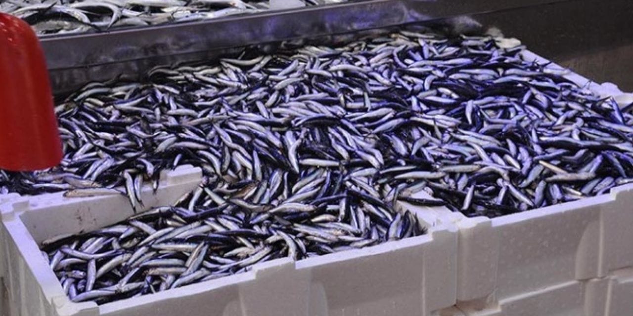 fiyati 100 liraya indi vatandas hucum etti m7HsXSzt