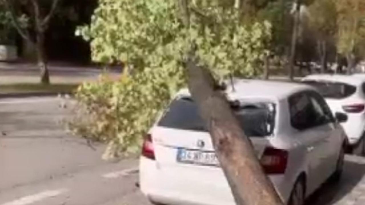 bursada lodos otomobilin uzerine agac devrildi o anlar kameraya yansidi i51AAe2H.jpg