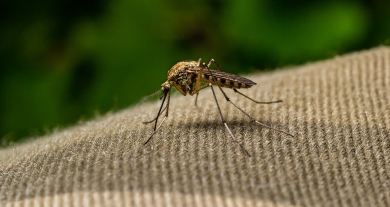 sivrisinek olmayan ender ulkelerdendi orada da goruldu FDlbONLO.jpg