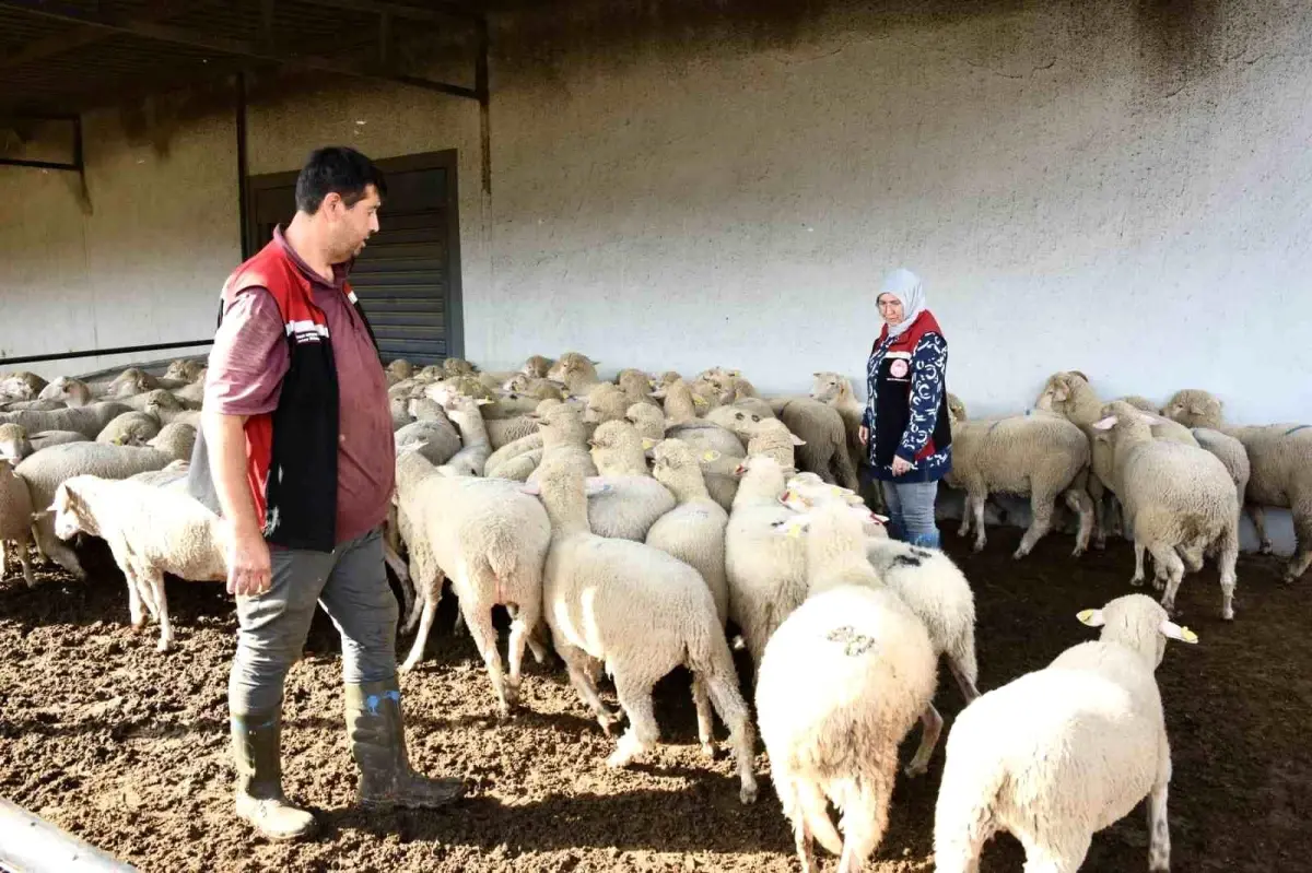 aliagada damizlik koyun uretim merkezi projesi tamamlandi fX1IY7Dj.jpg