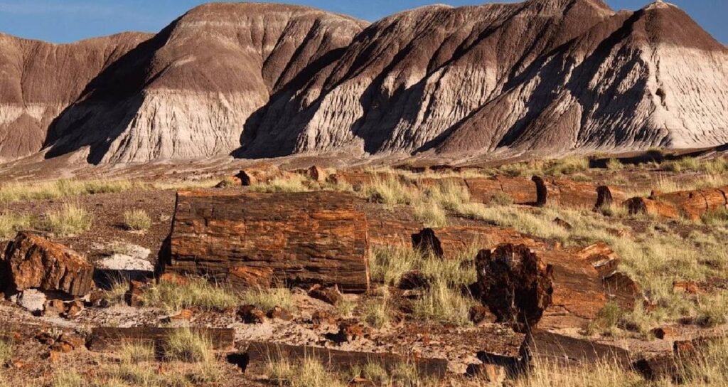 agaclarin-bile-tasa-donustugu-devasa-orman-bulundu-kqt2neds