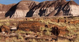 agaclarin-bile-tasa-donustugu-devasa-orman-bulundu-kqt2neds